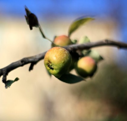 Les jardins